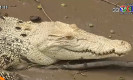 crock