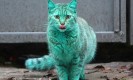 แปลกแต่จริง แมวเรืองแสงสีเขียว นึกว่าเป็นอวาตาร์