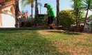 grass