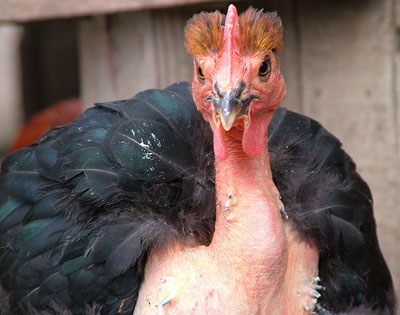 ทำไมไก่ถึงไม่มีขนที่คอ