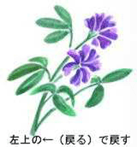 Alfalfa-กับประโยชน์เพื่อสุขภาพสตรีวัยหมดประจำเดือน