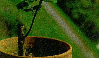 การขยายพันธุ์โดยวิธีติดตาต่อกิ่ง (Propagation by grafting)