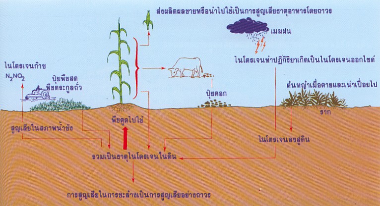 ธาตุอาหารพืชในดิน