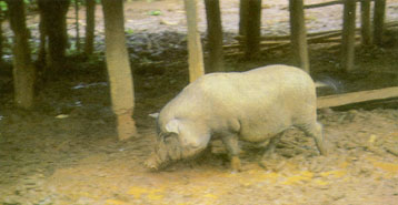 ประเภทและพันธุ์หมู