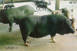 พันธุ์หมูในประเทศไทย