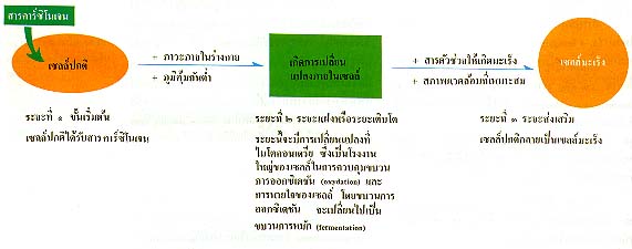 ขั้นตอนของการเกิดมะเร็ง