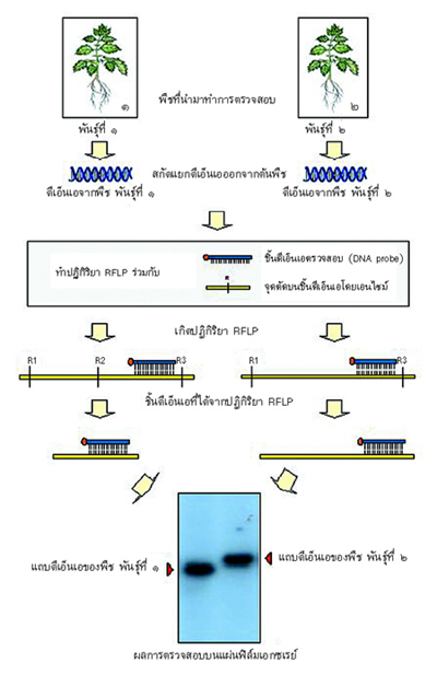 เครื่องหมายดีเอ็นเอ
