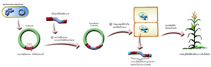 เทคโนโลยีชีวภาพกับการแก้ไขปัญหาเศรษฐกิจและสังคม