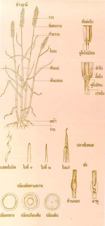 ลักษณะของข้าวสาลี