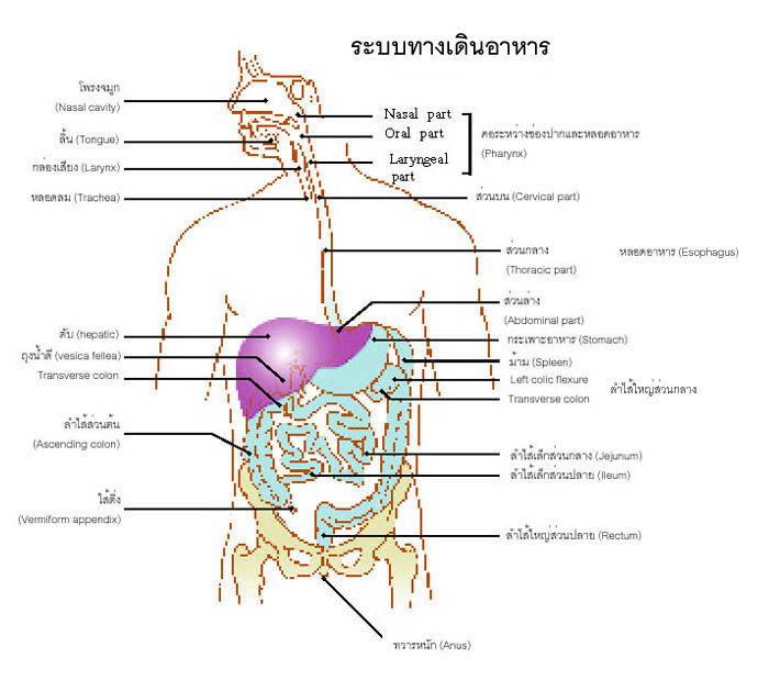 ระบบทางเดินอาหาร