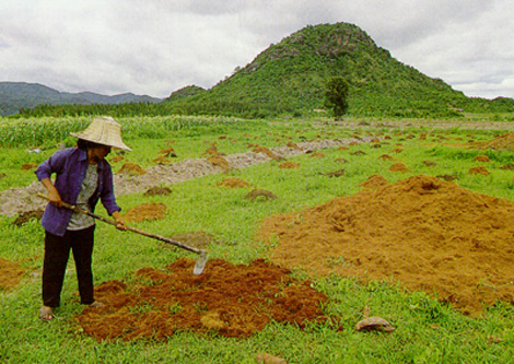 กลวิธีในการพัฒนาชนบทตามแนวพระราชดำริ