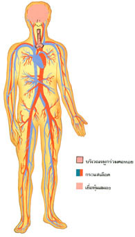 ไข้กาฬนกนางแอ่น หรือไข้กาฬหลังแอ่น