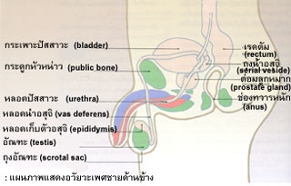โรคติดต่อทางเพศสัมพันธ์