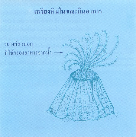 การกินอาหารของสัตว์ทะเลหน้าดิน