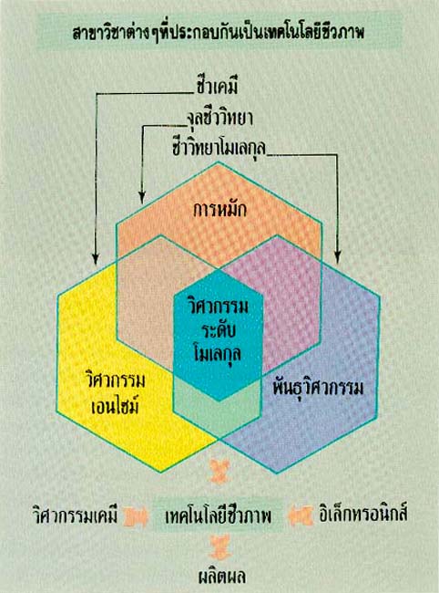 เทคโนโลยีชีวภาพ