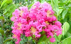 ยี่เข่ง