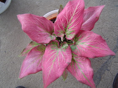 บอนสี