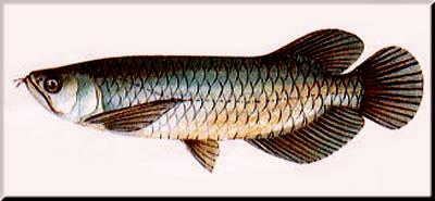 ปลาตะพัด (Asian Arowana )