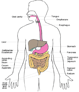 Liver cancer มะเร็งตับคืออะไร