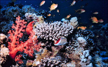 ปะการัง (Coral)