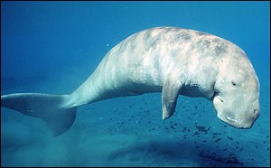 พะยูน (Dugong)