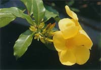 บานบุรีสีเหลือง
