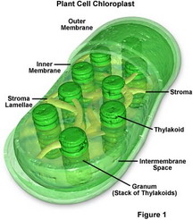 คลอโรพลาสต์ (chloroplast)