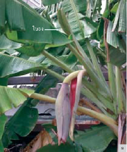 กล้วย