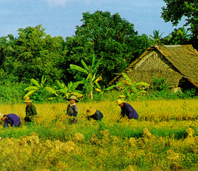 ชีวิตคนชนบทกับชีวิตคนในเมือง