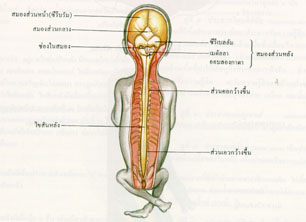 ระบบประสาท