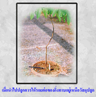 การขยายพันธุ์ลำไย โดยการทาบกิ่ง