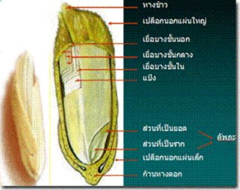 ข้าวกล้องงอก