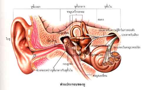 หู