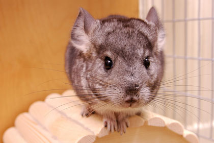 ชินชิลล่า (Chinchilla)