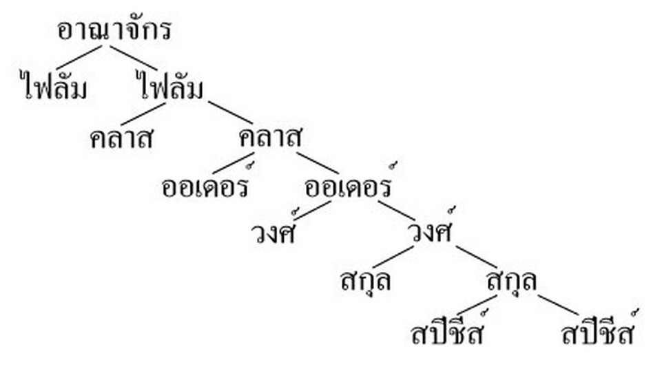 สปีชีส์