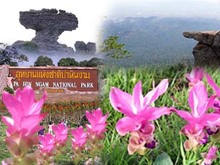 ทุ่งดอกกระเจียว อุทยานแห่งชาติป่าหินงาม