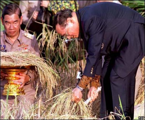 ในหลวง พระราชินี ทรงเกี่ยวข้าวทุ่งมะขามหย่องปี 39
