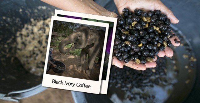 กาแฟขี้ช้าง Black Ivory Coffee