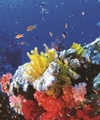 วันมหาสมุทรโลก (World Oceans Day)