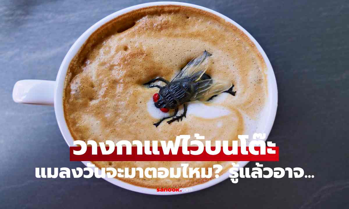 หลายคนทำทุกวัน! วางกาแฟไว้บนโต๊ะ แมลงวันจะมาตอมไหม? คำตอบที่รู้แล้วอาจเปลี่ยนพฤติกรรม