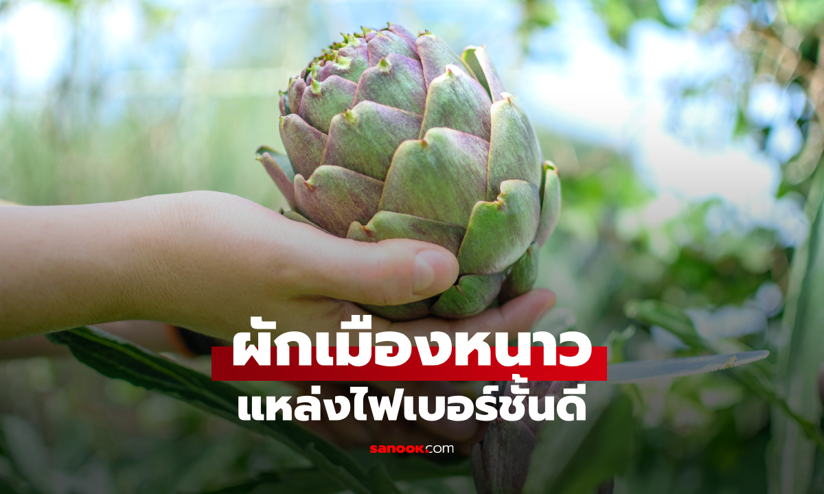 อาร์ติโชค ผักหน้าตาแปลก แหล่งไฟเบอร์ชั้นดี ที่สายสุขภาพนิยมกิน