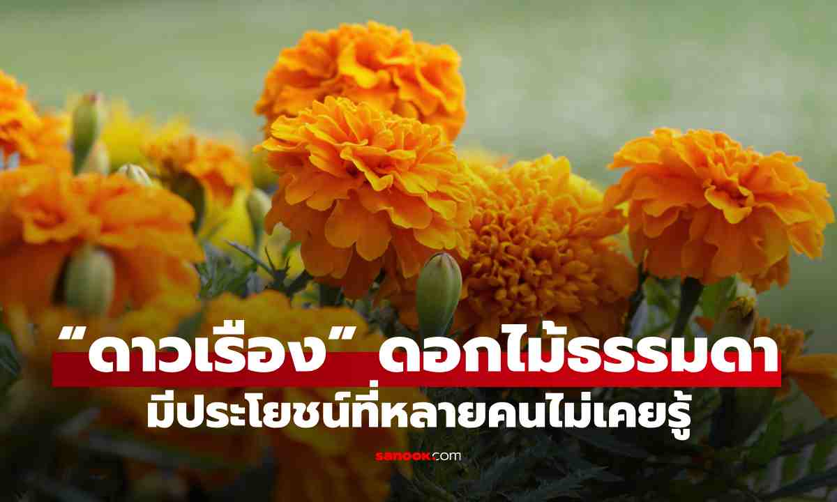 มีติดบ้านไว้ก็ดี “ดาวเรือง” ดอกไม้ธรรมดา แต่มีประโยชน์ที่หลายคนไม่เคยรู้