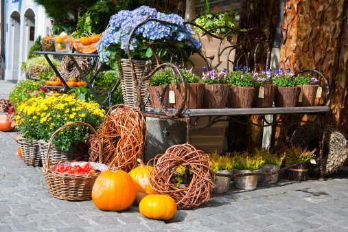 ไม้มงคล ไม้มงคล