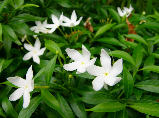 ต้นพุด ต้นพุด