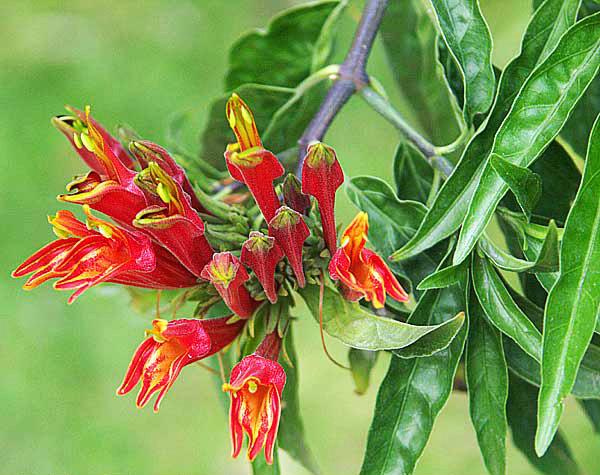 ต้นพญายอ ต้นพญายอ