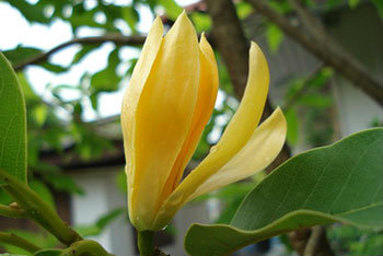 ต้นจำปา ต้นจำปา