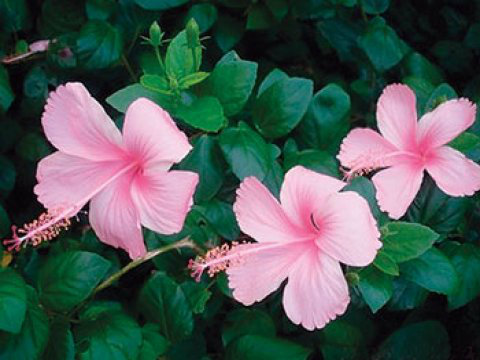 ต้นชบา ต้นชบา