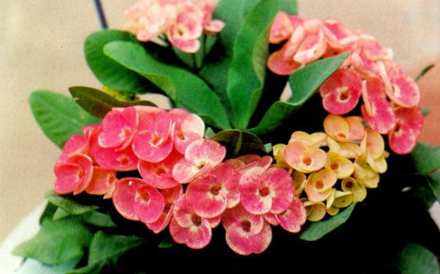 ต้นโป๊ยเซียน ต้นโป๊ยเซียน