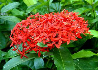 ต้นเข็ม ต้นเข็ม