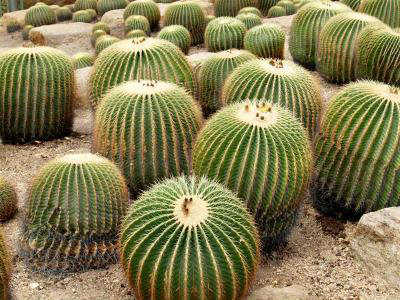 กระบองเพชร กระบองเพชร